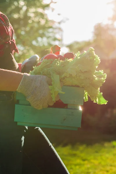 新鮮な生野菜の入った木箱を持った農家の女性 野菜キャベツ ニンジン キュウリ トウモロコシ ニンニク ピーマンを手に入れたバスケット — ストック写真