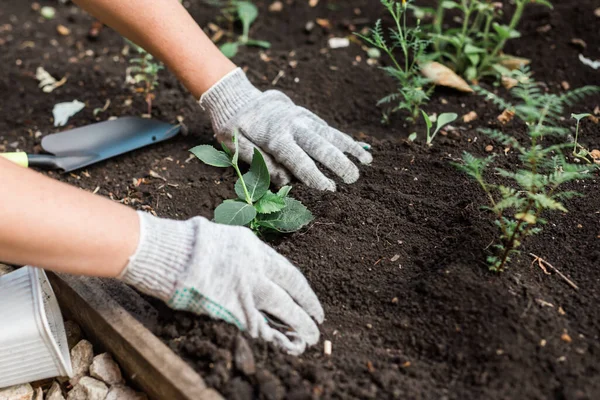 手袋の女性庭師の手には 地面に植える準備をしている彼女の手に小さなリンゴの木の苗があります — ストック写真