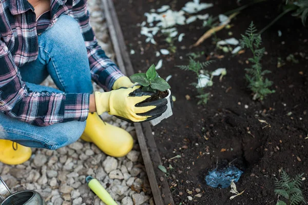手袋の女性庭師の手には 地面に植える準備をしている彼女の手に小さなリンゴの木の苗があります — ストック写真