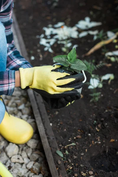 Woman Planting Young Seedlings Soil Horticulture Sustainability Gardening Hobby Healthy — Stock Photo, Image