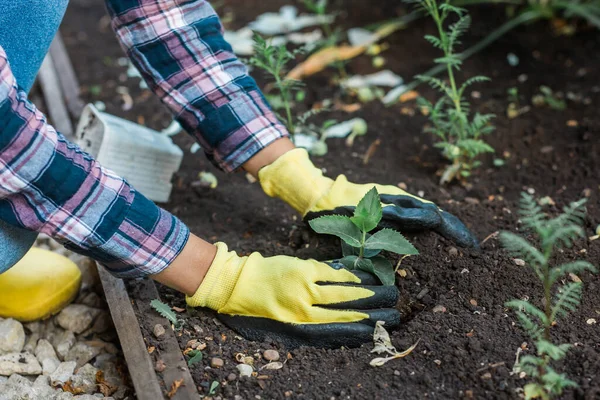 土に若い苗を植える女性 園芸と持続可能な園芸趣味 健康的な有機食品 — ストック写真