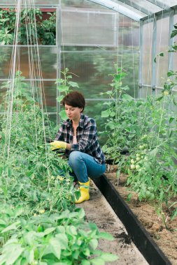 Woman working inside greenhouse garden - Nursery and spring