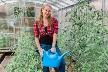 Woman with garden watering can waters plants and green tomatoes, gardening and greenhouse
