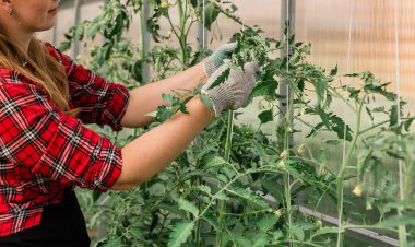 Young smiling agriculture women worker in greenhouse working, fixation tomatoes in greenhouse. Garden work and spring season.
