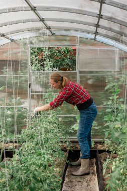 Young smiling agriculture women worker in greenhouse working, fixation tomatoes in greenhouse. Garden work and spring season.