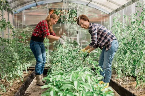 Young smiling agriculture women worker in greenhouse working, fixation tomatoes in greenhouse. Garden work and spring season.