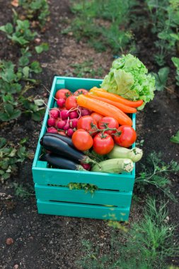 Wooden box filled fresh vegetables in garden harvesting and gardening