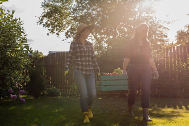 Beautiful women farmer holding ripe organic vegetables in wooden box in garden. Happy female gardener harvesting agricultural product for online selling