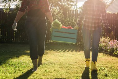 Beautiful women farmer holding ripe organic vegetables in wooden box in garden. Happy female gardener harvesting agricultural product for online selling