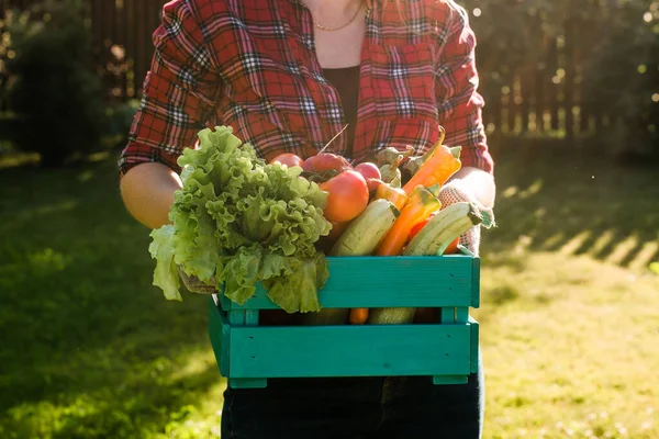 Bir Kutu Sebze Toplayan Çiftçi — Stok fotoğraf