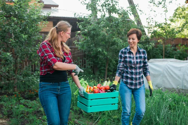 Beautiful Women Farmer Holding Ripe Organic Vegetables Wooden Box Garden — Stok fotoğraf