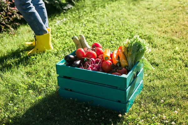 Wooden Box Filled Fresh Vegetables Garden Harvesting Gardening — Stok fotoğraf