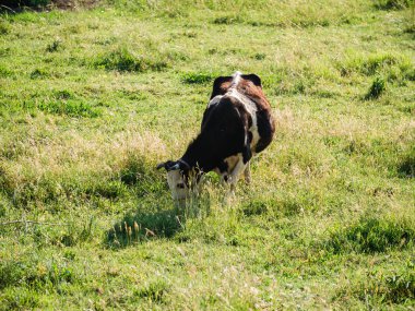 Siyah ve beyaz sığır inekleri tarlalarda otluyor.
