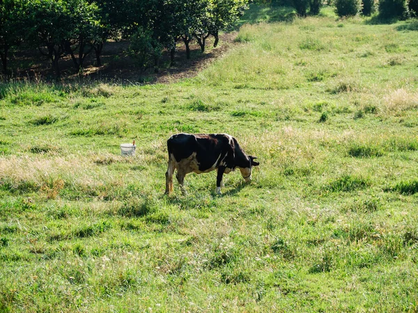 Молочная Корова Летних Пастбищах Молочный Скот — стоковое фото
