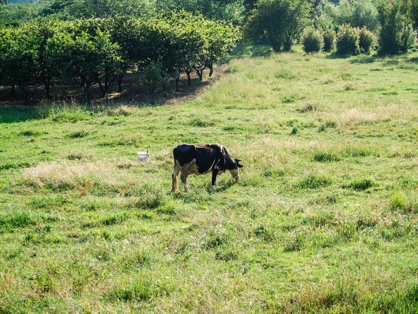 Černobílý Skot Krávy Pasoucí Zemědělské Půdě — Stock fotografie