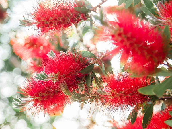 Callistemon Red Bottlebrush Flowers Summer Greenery Blooming Concept — Stock Photo, Image