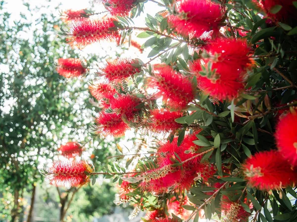Callistemon Red Bottlebrush Flowers Summer Greenery Blooming Concept — Stock Photo, Image