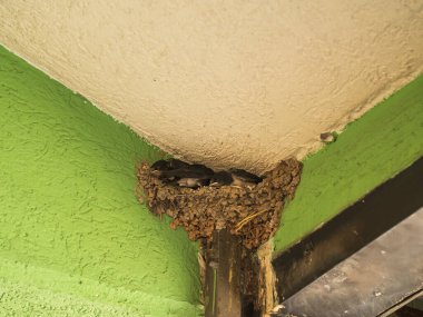 Yuvasında sarı ağızlı, küçük kırlangıç yavrularını balkonun ahşap kaplamasının arka planına yakın plan. Bir insanın yanında kırlangıç yetiştiriciliği.