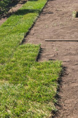 Yeni bahçe çimenliği için çimen sermek - çimenlik