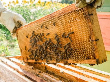 Arıcı elinde arılarla bir bal hücresi tutuyor. Apiculture. Apiary