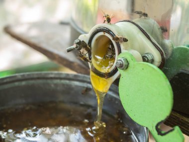 honey production and bees keeping - Beekeeping