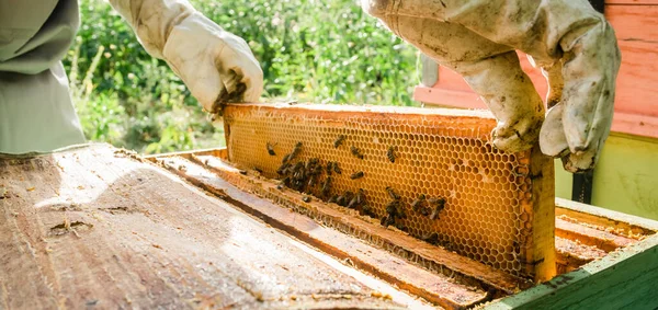 Beekeeper Removing Honeycomb Beehive Person Beekeeper Suit Taking Honey Hive — Stock Photo, Image
