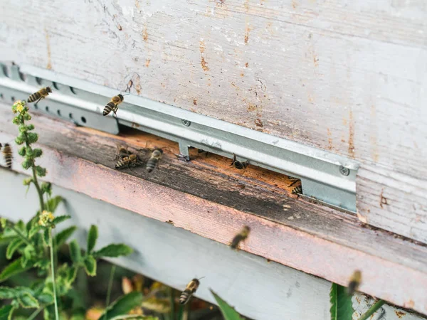 蜂群中蜜蜂从蜂窝中出来的特写镜头 — 图库照片