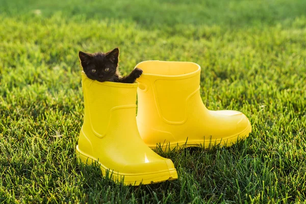 Lindo Gatito Negro Sentado Botas Amarillas Sobre Hierba Lindo Concepto —  Fotos de Stock