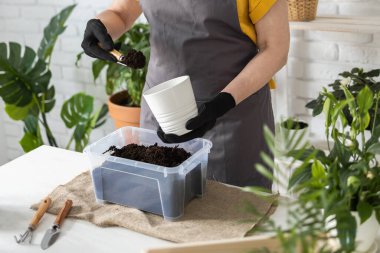 Gardening home. Woman replanting green plant in home. Potted green plants at home, home jungle, floral decor. Florist shop