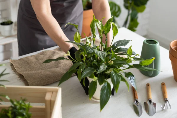 Spring Houseplant Bakım evi, saksı bitkileri. Bahar için Salon Bitkileri Uyanmak. Kadın evdeki yeni çömleğe bitki naklediyor. Bahçıvan nakil tesisi Spatthiphyllum