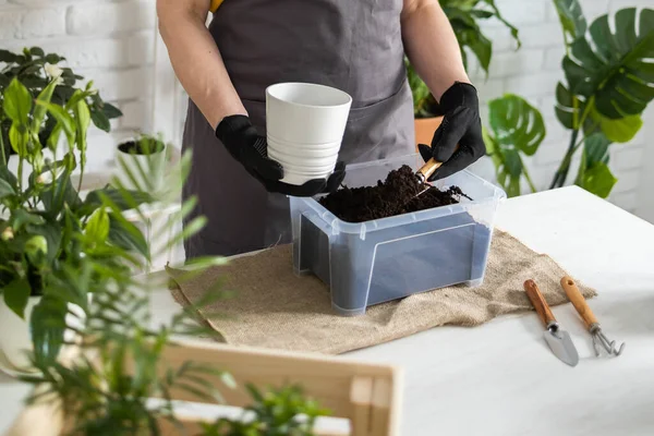 stock image Spring Houseplant Care, repotting houseplants. Waking Up Indoor Plants for Spring. Woman is transplanting plant into new pot at home. Gardener transplant plant Spathiphyllum