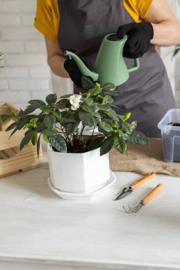 Gardening home. Woman replanting green plant in home. Potted green plants at home, home jungle, floral decor. Florist shop