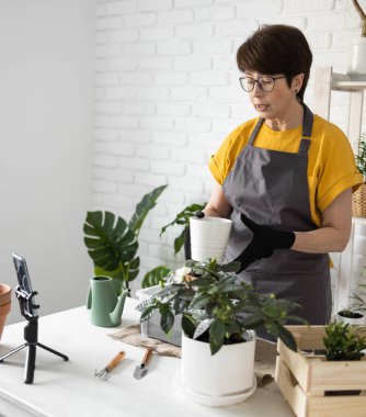 Relaxing home gardening. Smiling middle aged woman in black gloves with potted plant records gardening video blog in modern house - blogging and florist vlog influencer.