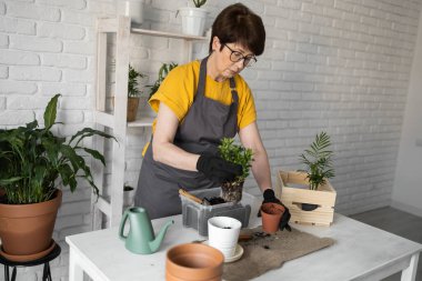 Woman gardener transplanting houseplants in pots on wooden table. Concept of home garden and take care plants in flowerpot.