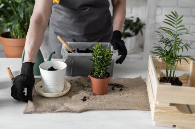 Spring Houseplant Bakım evi, saksı bitkileri. Bahar için Salon Bitkileri Uyanmak. Kadın evdeki yeni çömleğe bitki naklediyor. Bahçıvan nakil tesisi Spatthiphyllum