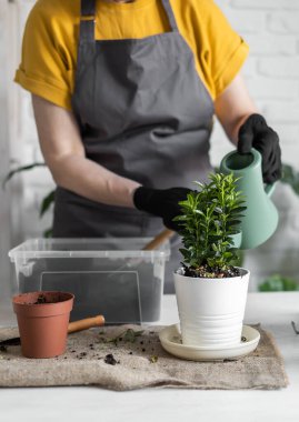 Gardening home. Woman replanting green plant in home. Potted green plants at home, home jungle, floral decor. Florist shop