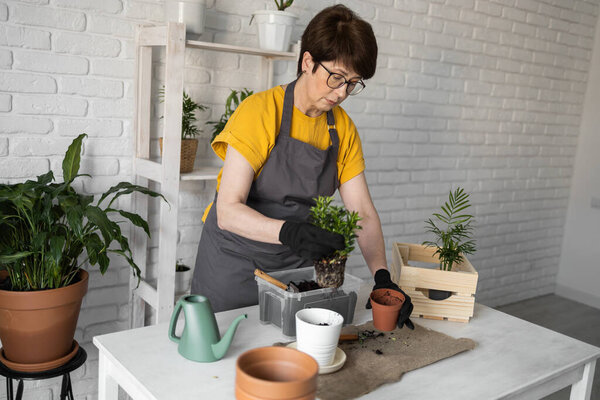Woman gardener transplanting houseplants in pots on wooden table. Concept of home garden and take care plants in flowerpot.