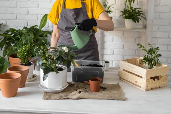Gardening home. Woman replanting green plant in home. Potted green plants at home, home jungle, floral decor. Florist shop