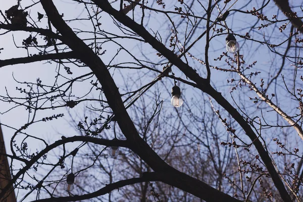 Decorative outdoor string light bulbs hanging on tree in city urban street - decor outdoor cafe