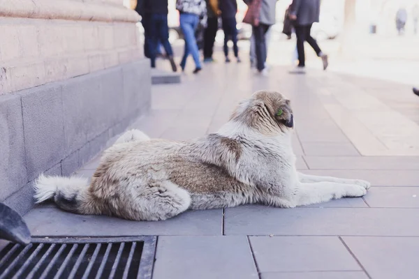 Spotted Homeless Dog Lies City Street Sterilized Chipped Urban Dog — Stock Photo, Image