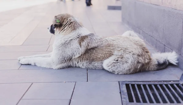 ホームレスの犬が街の通りにいます 都会の犬を滅菌し 切り取った — ストック写真