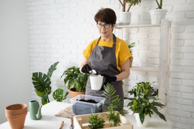 Önlük giymiş orta yaşlı bir kadın saksıdaki saksı bitkisine bakıyor. Evde bahçıvanlık ve çiçekçilik. Yeşil bitkileri ve bitkileri olan ev botanik çiçekçisi.