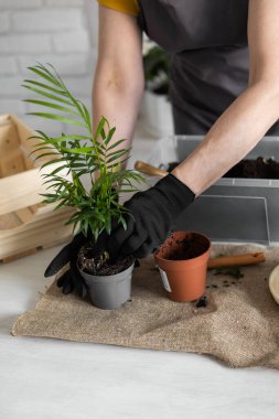 Woman gardener transplanting houseplants in pots on wooden table. Concept of home garden and take care plants in flowerpot.