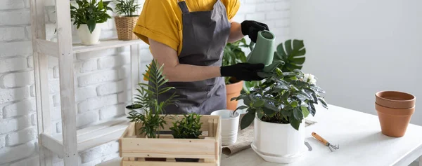 Spring Houseplant Care Repotting Tanaman Rumah Tangga Waking Indoor Plants — Stok Foto