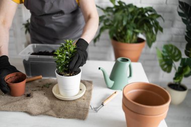 Spring Houseplant Bakım evi, saksı bitkileri. Bahar için Salon Bitkileri Uyanmak. Kadın evdeki yeni çömleğe bitki naklediyor. Bahçıvan nakil tesisi Spatthiphyllum