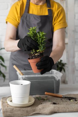 Woman gardener transplanting houseplants in pots on wooden table. Concept of home garden and take care plants in flowerpot.