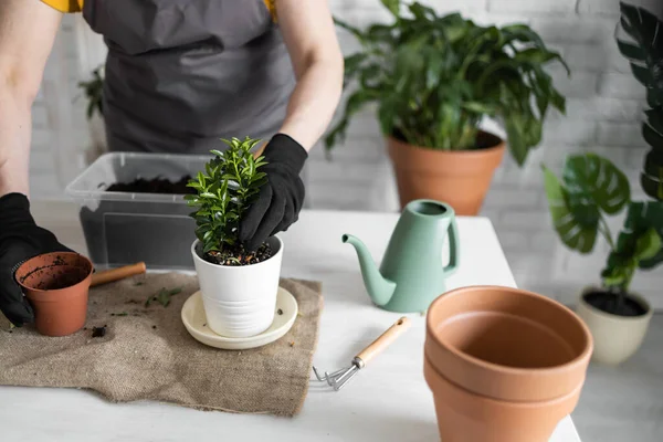 stock image Spring Houseplant Care, repotting houseplants. Waking Up Indoor Plants for Spring. Woman is transplanting plant into new pot at home. Gardener transplant plant Spathiphyllum