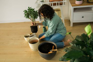 Woman grows potted plants at home watering and take care flowers - gardening and houseplant care