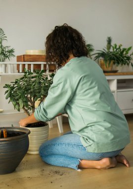 Woman grows potted plants at home watering and take care flowers - gardening and houseplant care