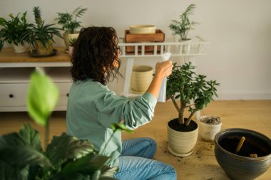 Woman grows potted plants at home watering and take care flowers - gardening and houseplant care